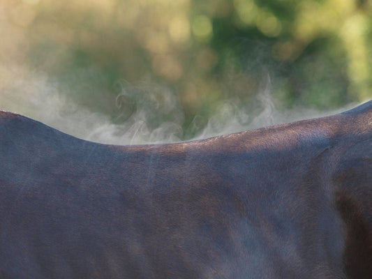 If You're Hot, Your Horse is Hotter