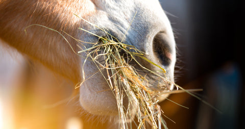 Mmmm! The sweet smell of steamed hay!