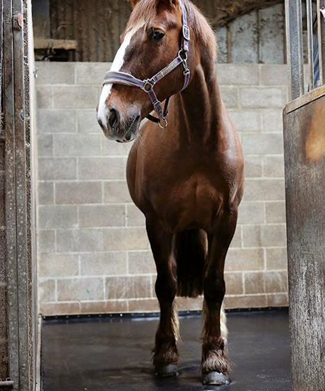 Improving Equine Comfort and Safety with ComfortStall Flooring at Whillans Equine