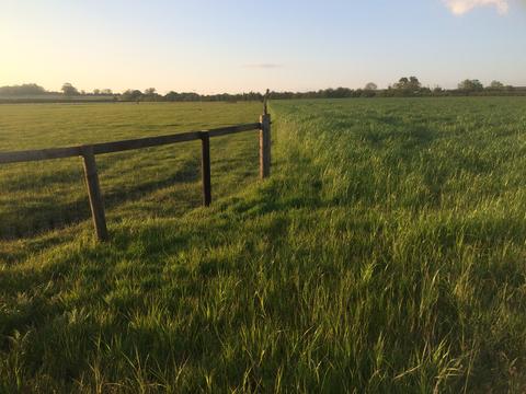 Understanding and managing summer grazing and pasture