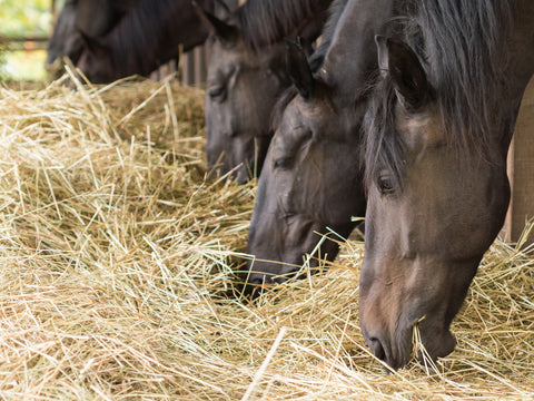 How do Haygain hay steamers fit into a busy barn routine?
