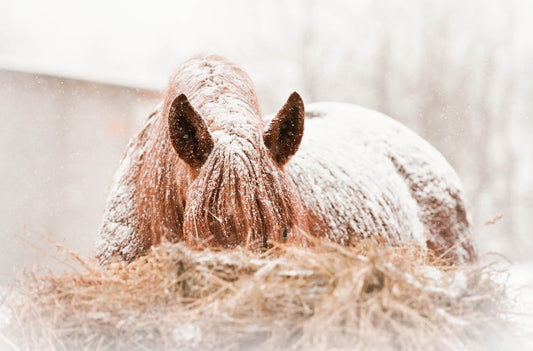 How Horses Adapt to the Winter Season