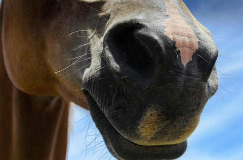 Scientific Reports, a Nature Research publication, publishes new research identifying new allergen associated with severe equine asthma (sEA)
