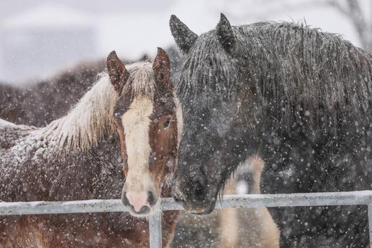 Asthma – A Cold Weather Problem for Riders and Horses